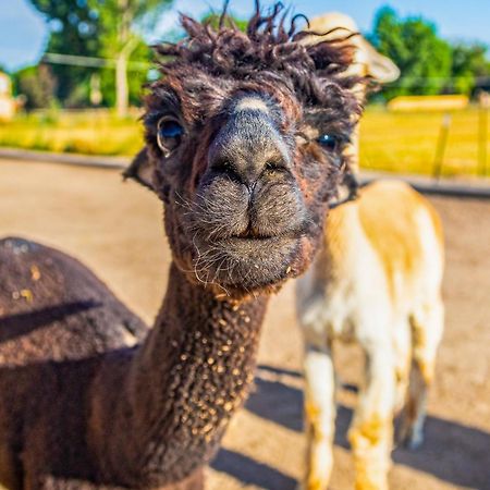 The Farmhouse At Grand Valley Getaway With Alpacas! Villa Гранд Джънкшън Екстериор снимка