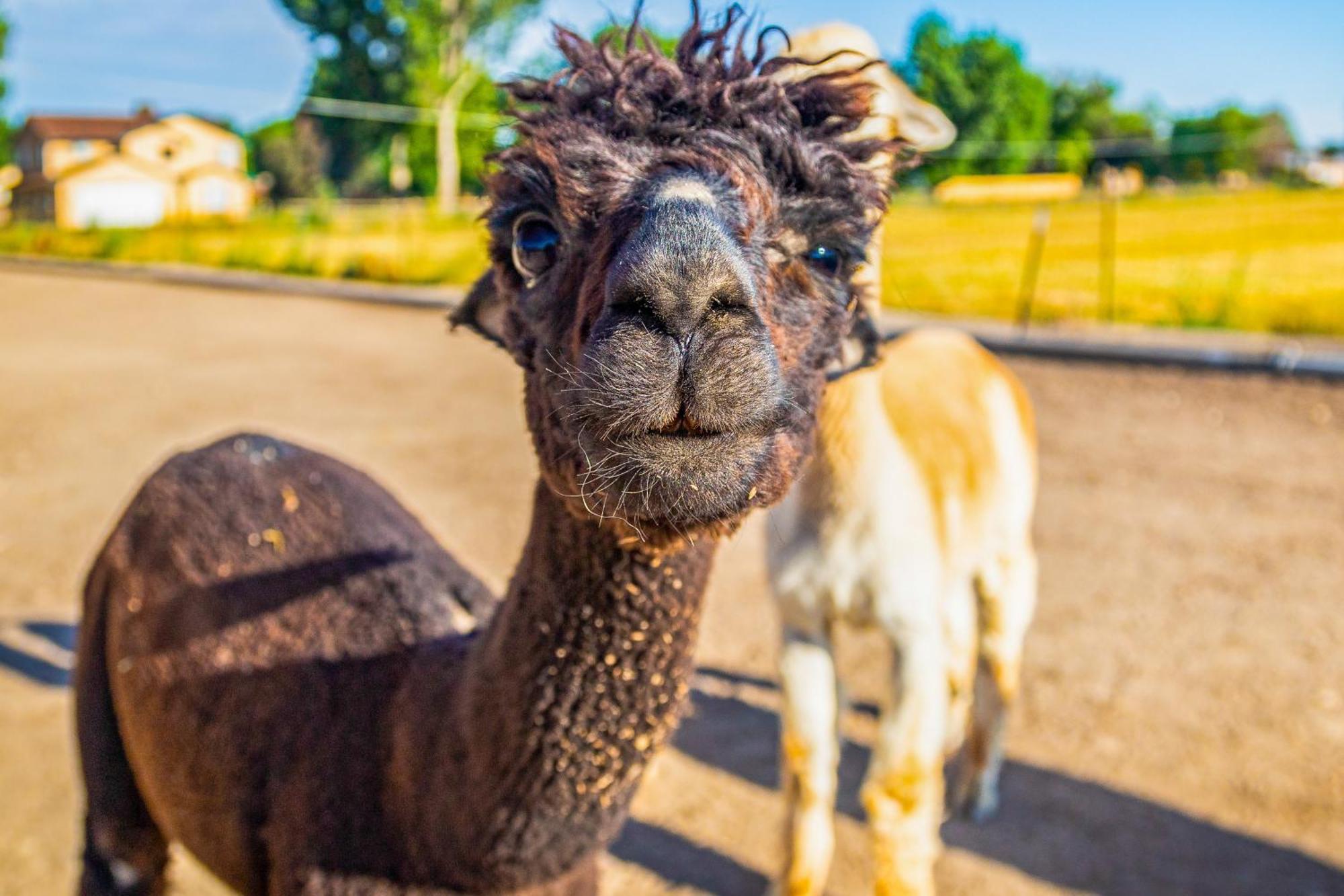 The Farmhouse At Grand Valley Getaway With Alpacas! Villa Гранд Джънкшън Екстериор снимка