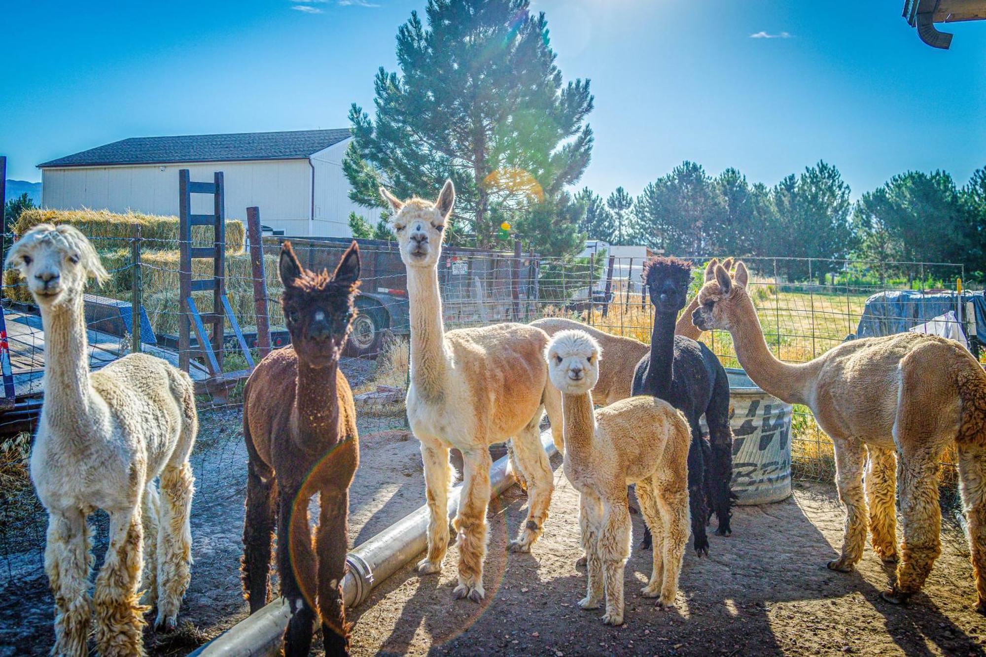 The Farmhouse At Grand Valley Getaway With Alpacas! Villa Гранд Джънкшън Екстериор снимка