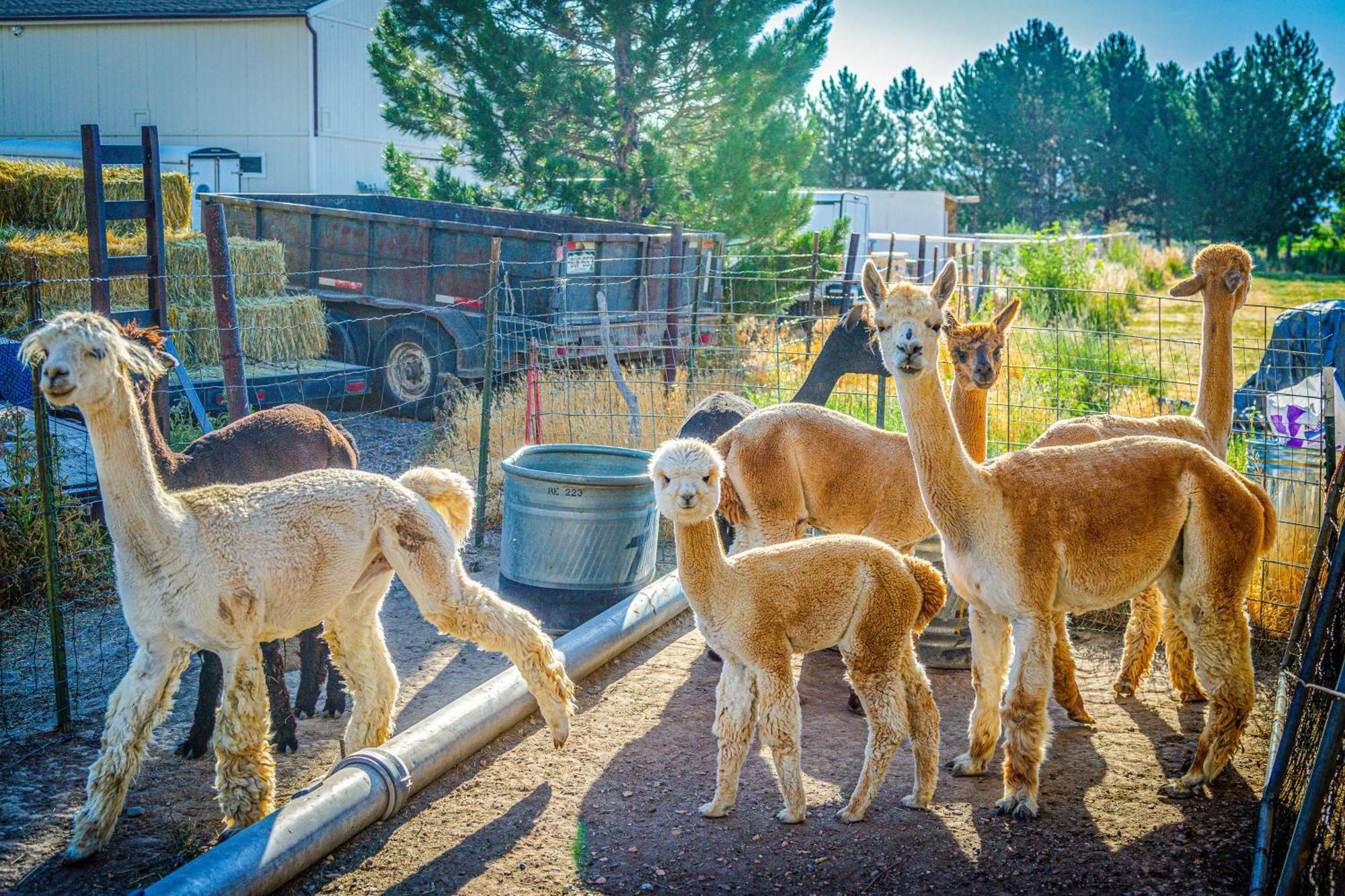 The Farmhouse At Grand Valley Getaway With Alpacas! Villa Гранд Джънкшън Екстериор снимка